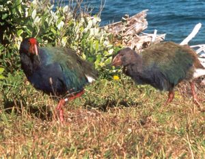 멸종 위기 종인 타카헤