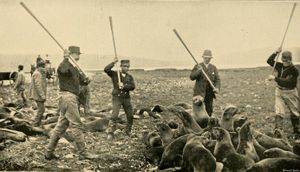 1890년대 알래스카 세인트폴섬(Saint Paul Island, Alaska)에서 물개를 사냥하는 사람들