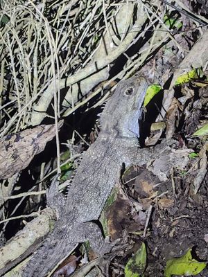 2024년 11월 남섬 본토에서 목격된 투아타라.