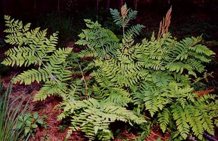 ''[[Osmunda regalis]]''