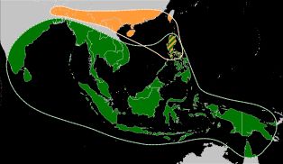 [[무사 아쿠미나타]]와 [[무사 발비시아나]]의 원래 분포 지역