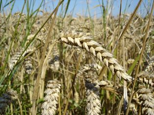 밀 (Triticum)