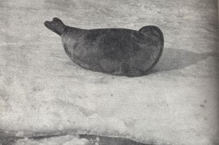 사이마고리무늬물범 (1956년경)