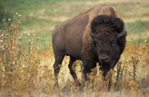미국 들소(American bison)는 동성애적 행동을 보이는 소과(bovine) 포유류(mammal)이다.