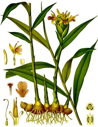 ''[[생강|Zingiber officinale]]'' 1896년 삽화