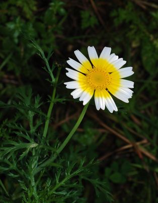 Garland chrysanthemum
