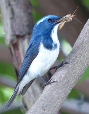 포식자는, 이 울트라마린 파리잡이 (Ficedula superciliaris)처럼, 다른 동물을 먹는다.