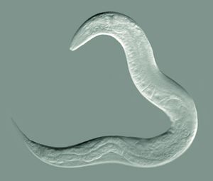 예쁜꼬마선충Caenorhabditis elegans: 선형동물