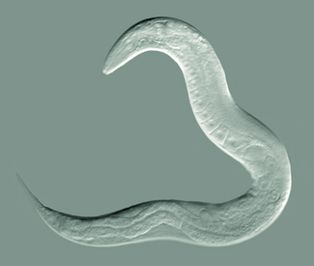 [[예쁜꼬마선충]], ''Caenorhabditis elegans'', 선형동물 모델 종