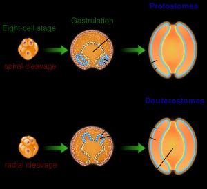 선구동물과 후구동물의 입과 항문 발달