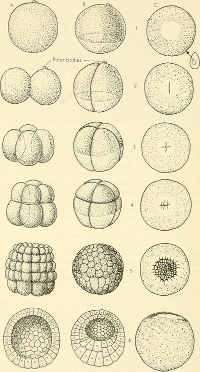 척삭동물의 초기 발생. 1: 수정란, 2: 2세포기, 3: 4세포기, 4: 8세포기, 5: 포배기, 6: 배낭기A（좌）:피낭동물의 난할(등황란)B（중）:양서류의 난할(중황란)C（우）:조류의 난할(판할)