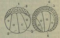 덮개형태의 낭배 형성. 1, 4: 외배엽, 2, 5: 내배엽, 3: 배낭, 6: 원구