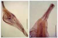 구두충강의 일종(구두동물)