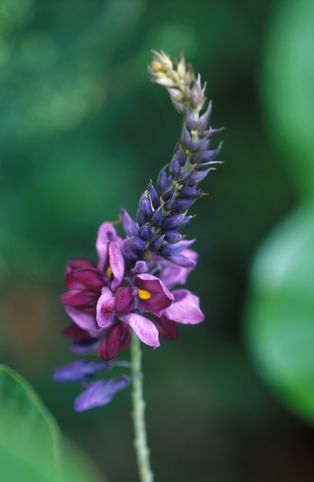 [[등나무]] (''Pueraria lobata'')
