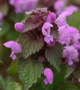 자주광대나물(Lamium purpureum L.)