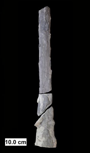 프로토탁시테스(Prototaxites) 밀워키엔시스(milwaukeensis) (Penhallow, 1908)—위스콘신 주 출토 데본기 중기 균류