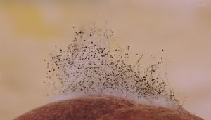 복숭아를 분해하는 푸른곰팡이