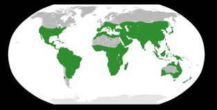 Rutoideae 아과의 범위 (Groppo et al., 2012)