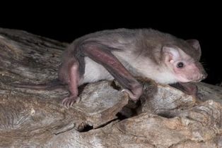 베카리사냥개박쥐