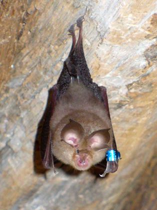 [[작은관박쥐]] (''Rhinolophus hipposideros'')