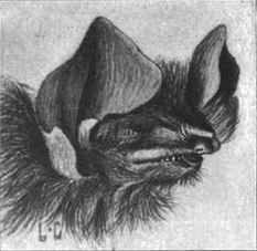 [[페테르스원반날개박쥐]] 그림