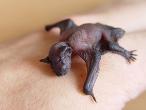 갓 태어난 멧박쥐, Pipistrellus pipistrellus