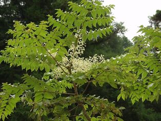 ''[[Aralia elata]]''