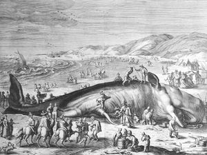 1598년 좌초된 향유고래 판화