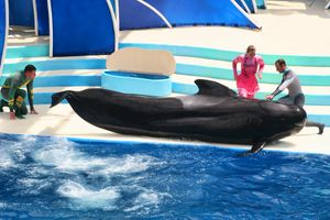 씨월드 큰돌고래 조련사와 함께