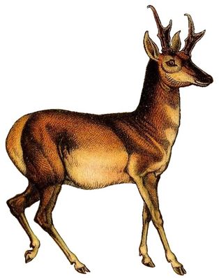 가지뿔영양 그림
