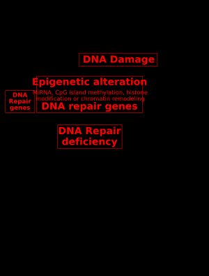 암 발생에서 DNA 손상과 DNA 복구 유전자에서의 후성 유전적 결함의 핵심 역할