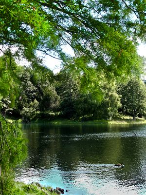 타우랑가 외곽의 맥라렌 폭포 공원