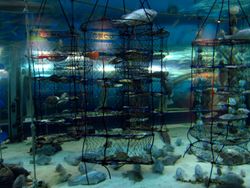 가리비 양식(무쓰만 사례)