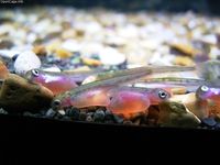 난황을 복부에 붙이고 있는 치어