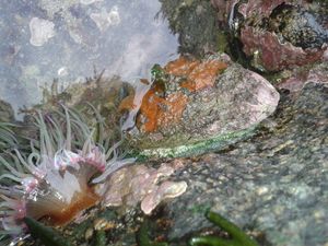 포르투갈 포보아두바르짐의 전복에 붙어있는 살아있는 해면