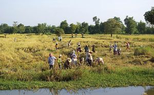 바탐방주에서 쌀을 수확하는 농부들