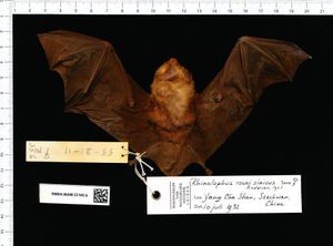 말굽박쥐의 한 종인 Rhinolophus sinicus에서 채취한 샘플은 SARS-CoV-2와 80% 유사하다.