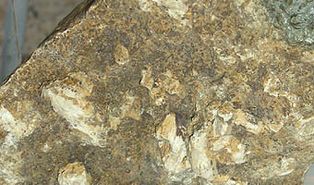 바탕 위의 수산화인회석 [[결정]]