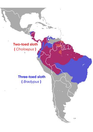 빨간색: 두발가락나무늘보, 파란색: 세발가락나무늘보, 보라색: 두발가락나무늘보와 세발가락나무늘보 모두