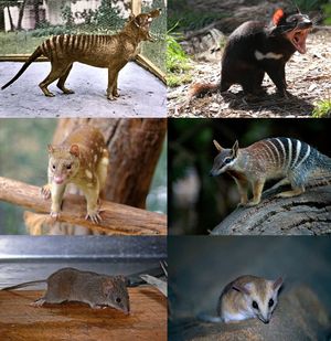 주머니늑대는 대부분의 오스트레일리아 육식 유대류를 포함하는 주머니고양이목의 기저 분류군이었다.