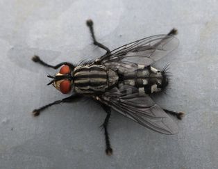 [[살파리]]의 일종인 ''[[Sarcophaga]]'' sp.