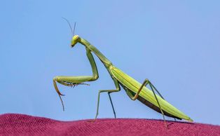 [[항라사마귀]] (''Mantis religiosa''), 루마니아
