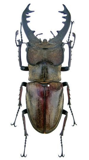 일본 아종 L. m. maculifemoratus