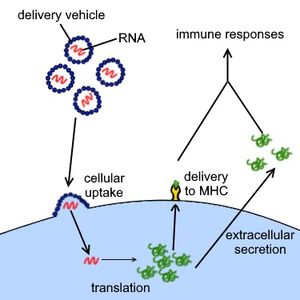 RNA 백신 작동 방식 다이어그램. 백신에 포함된 메신저 RNA가 세포에 들어가 번역되어 이물질 단백질을 생성하고, 이것이 면역 반응을 유발합니다.