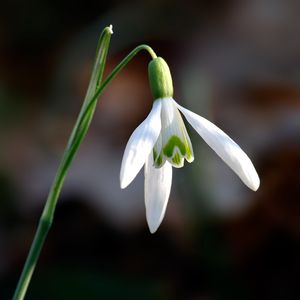 설강화(Galanthus) 꽃
