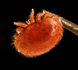 ''[[Varroa destructor]]'' (Parasitiformes)