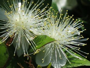 [[은매화]] (Myrtus communis)