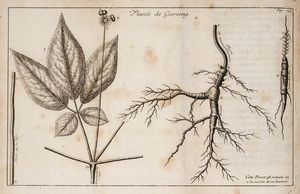1713년 피에르 자르투가 묘사한 Panax ginseng