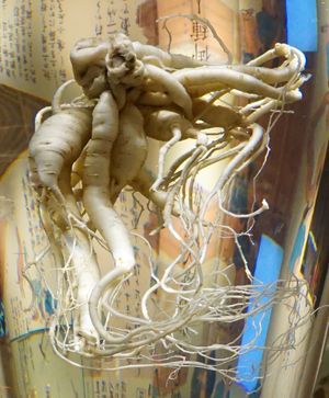 1997년에 발견된 추정 수령 500년의 고려인삼(유시엔(由志園)에서)