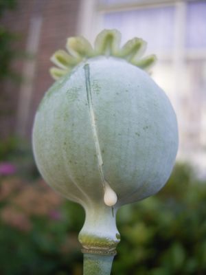 다양한 알칼로이드를 함유한 유액을 추출하기 위해 아편 양귀비(Papaver somniferum)의 덜 익은 씨방에 칼집을 낸 모습.